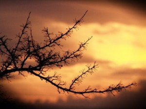 pain is an ally that lets you look within